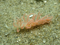 Phyllodesmium serratum