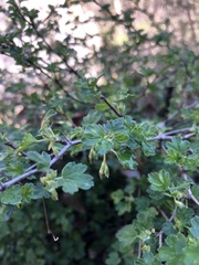 Ribes roezlii