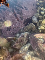 Oligocottus rubellio