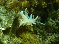 Phyllodesmium serratum