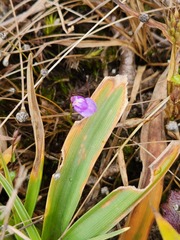 Utricularia caerulea