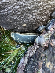 Haliotis cracherodii