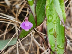 Utricularia caerulea