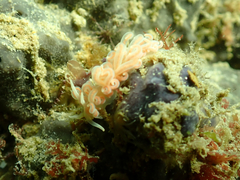 Phyllodesmium serratum