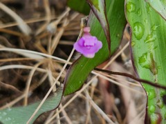 Utricularia caerulea