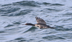 Leucocarbo bougainvillii