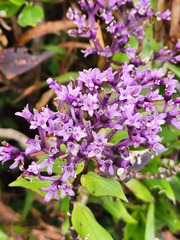 Hedyotis purpurascens