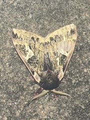 Dirphiopsis epiolina