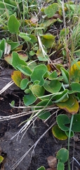 Plantaginaceae
