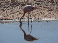 Phoenicoparrus andinus