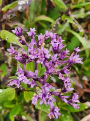 Hedyotis purpurascens