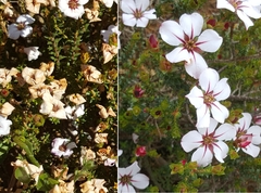 Adenandra marginata