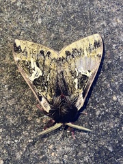 Dirphiopsis epiolina