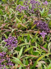 Hedyotis purpurascens
