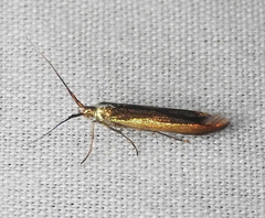Coleophora mayrella