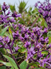 Hedyotis purpurascens