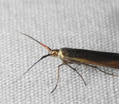 Coleophora mayrella