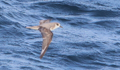 Pterodroma defilippiana