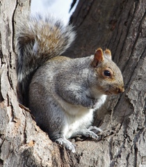 Sciurus carolinensis