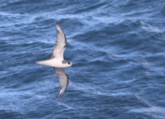 Pterodroma defilippiana