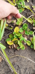 Plantaginaceae