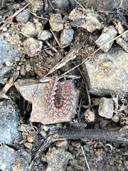 Nearctodesmidae