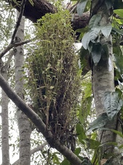 Phytoplasma
