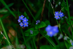 Myosotis sylvatica