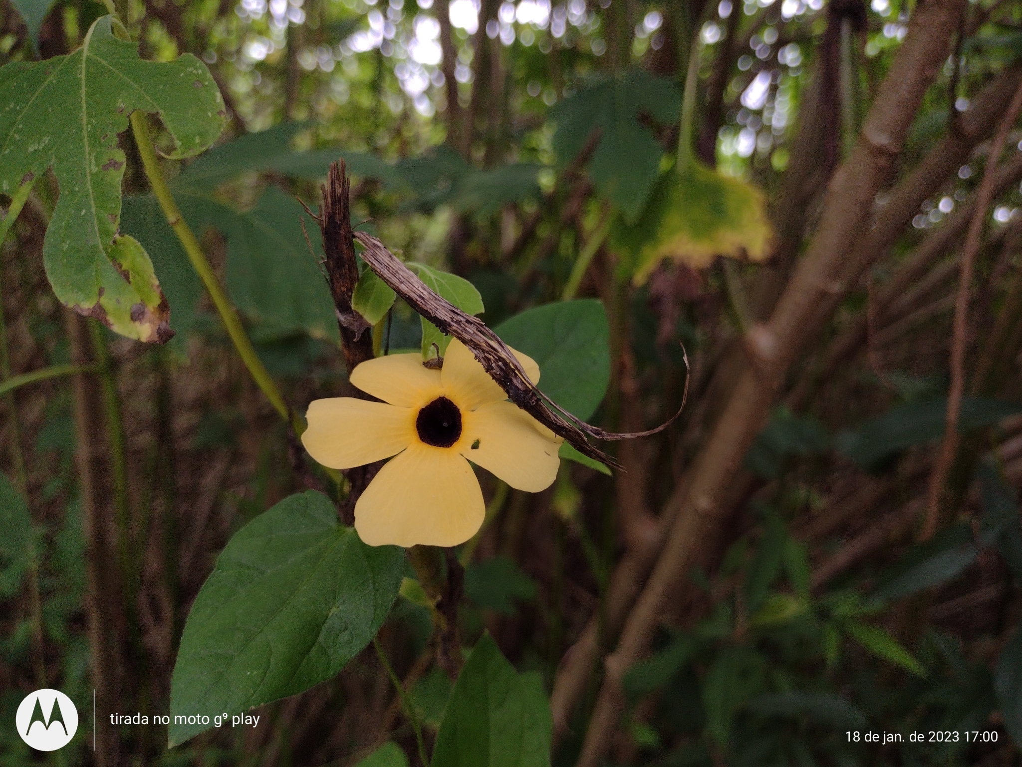 Thunbergia alata