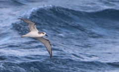 Pterodroma defilippiana