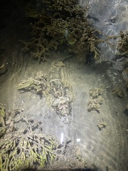 Cymbacephalus beauforti