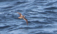 Pterodroma longirostris
