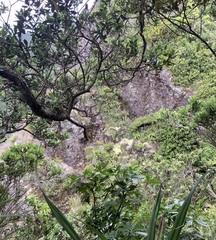 Celmisia graminifolia