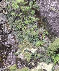 Celmisia graminifolia