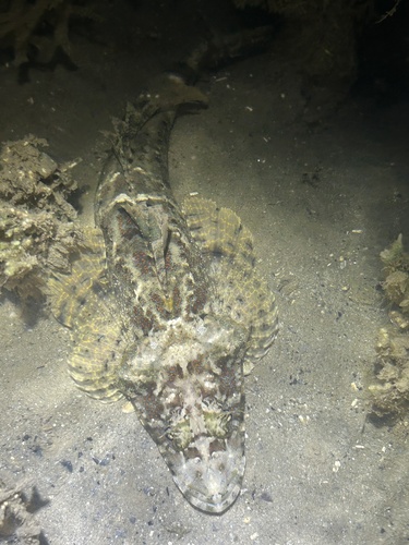 Flathead (Cymbacephalus nematophthalmus) — Platycephalidae — 5