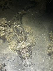 Cymbacephalus beauforti