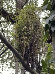 Phytoplasma