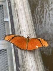Dryas iulia alcionea