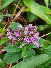 Hedyotis purpurascens