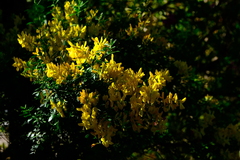Genista monspessulana