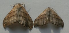 Drepana bilineata