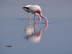 Phoenicoparrus andinus