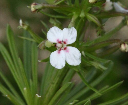 Stylidium adnatum R.Br.