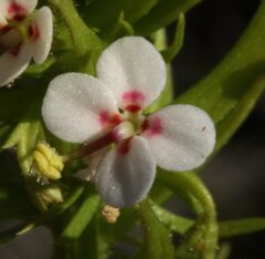 Stylidium adnatum
