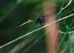 Gnamptopelta obsidianator