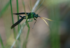 Gnamptopelta obsidianator