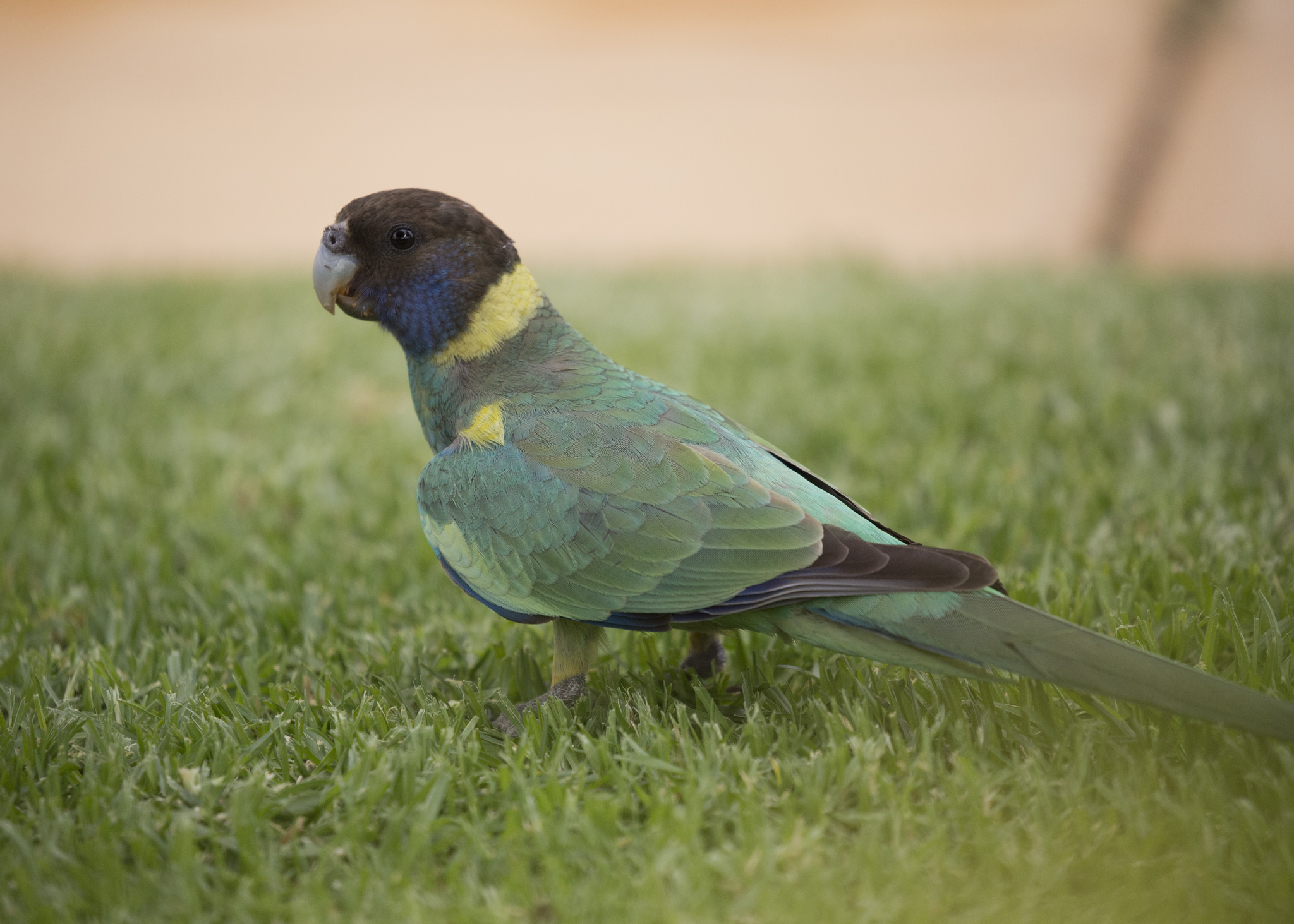 Australian Ringneck illustration