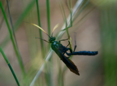 Gnamptopelta obsidianator