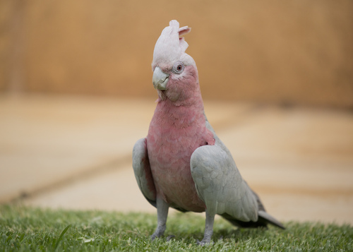 Galah (Eolophus roseicapilla)