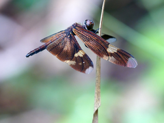 Rhyothemis princeps
